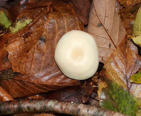 Snowy Waxcap - Cuphophyllus virgineus Cap: Flat with slight central depression; whitish; faintly lined margin

Gills: Decurrent; distant; frequent short gills

Stem: Dry; whitish

Habitat: Deciduous forest
https://www.jungledragon.com/image/76242/snowy_waxcap_-_cuphophyllus_virgineus.html Cuphophyllus virgineus,Fall,Geotagged,Snowy Waxcap,United States