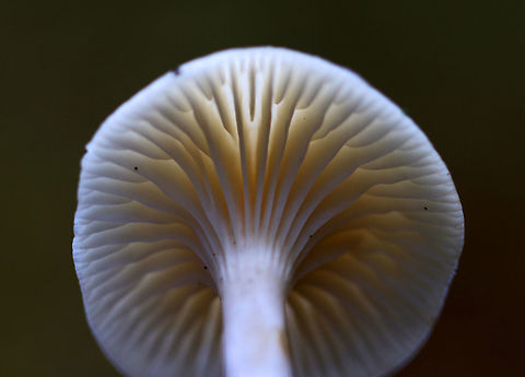 Snowy Waxcap