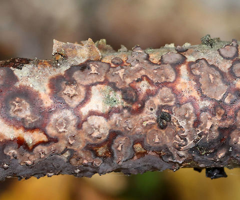 Peniophora albobadia *Tenative ID

Habitat: Deciduous forest
https://www.jungledragon.com/image/76244/unknown_fungus_or_lichen.html Fall,Geotagged,Peniophora albobadia,United States