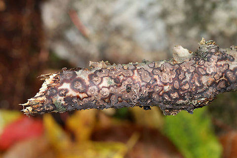 Peniophora albobadia *Tentative ID

Habitat: Deciduous forest
https://www.jungledragon.com/image/76243/unknown_fungus_or_lichen.html Fall,Geotagged,Peniophora albobadia,United States