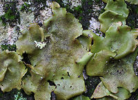 Smooth Rock Tripe - Umbilicaria mammulata Large, foliose lichen that was green on top and black underneath. <br />
<br />
*U. mammulata is one of the largest lichens in the world. The thallus can be up to 15cm in diameter. <br />
<br />
Habitat: Covering rocks in a deciduous forest<br />
https://www.jungledragon.com/image/76246/smooth_rock_tripe_-_umbilicaria_mammulata.html Fall,Geotagged,Smooth Rock Tripe,Umbilicaria mammulata,United States