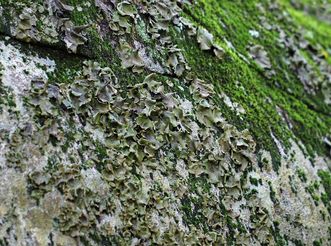 Smooth Rock Tripe - Umbilicaria mammulata Large, foliose lichen that was green on top and black underneath. <br />
<br />
*U. mammulata is one of the largest lichens in the world. The thallus can be up to 15cm in diameter. <br />
<br />
Habitat: Covering rocks in a deciduous forest<br />
<figure class="photo"><a href="https://www.jungledragon.com/image/76245/smooth_rock_tripe_-_umbilicaria_mammulata.html" title="Smooth Rock Tripe - Umbilicaria mammulata"><img src="https://s3.amazonaws.com/media.jungledragon.com/images/3232/76245_thumb.jpg?AWSAccessKeyId=05GMT0V3GWVNE7GGM1R2&Expires=1759968010&Signature=E7Da40YPhZ3CNcbKMm9XZts1ZWE%3D" width="200" height="146" alt="Smooth Rock Tripe - Umbilicaria mammulata Large, foliose lichen that was green on top and black underneath. <br />
<br />
*U. mammulata is one of the largest lichens in the world. The thallus can be up to 15cm in diameter. <br />
<br />
Habitat: Covering rocks in a deciduous forest<br />
https://www.jungledragon.com/image/76246/smooth_rock_tripe_-_umbilicaria_mammulata.html Fall,Geotagged,Smooth Rock Tripe,Umbilicaria mammulata,United States" /></a></figure> Fall,Geotagged,Smooth Rock Tripe,Umbilicaria mammulata,United States