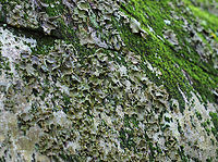 Smooth Rock Tripe - Umbilicaria mammulata Large, foliose lichen that was green on top and black underneath. <br />
<br />
*U. mammulata is one of the largest lichens in the world. The thallus can be up to 15cm in diameter. <br />
<br />
Habitat: Covering rocks in a deciduous forest<br />
https://www.jungledragon.com/image/76245/smooth_rock_tripe_-_umbilicaria_mammulata.html Fall,Geotagged,Smooth Rock Tripe,Umbilicaria mammulata,United States
