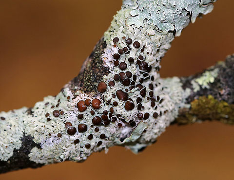 Lichen - Physcia pumilior Thallus was pale greenish and the apothecia were brown.

Habitat: Growing on a hardwood stick in a deciduous forest Fall,Geotagged,Physcia pumilior,United States,lichen,physica