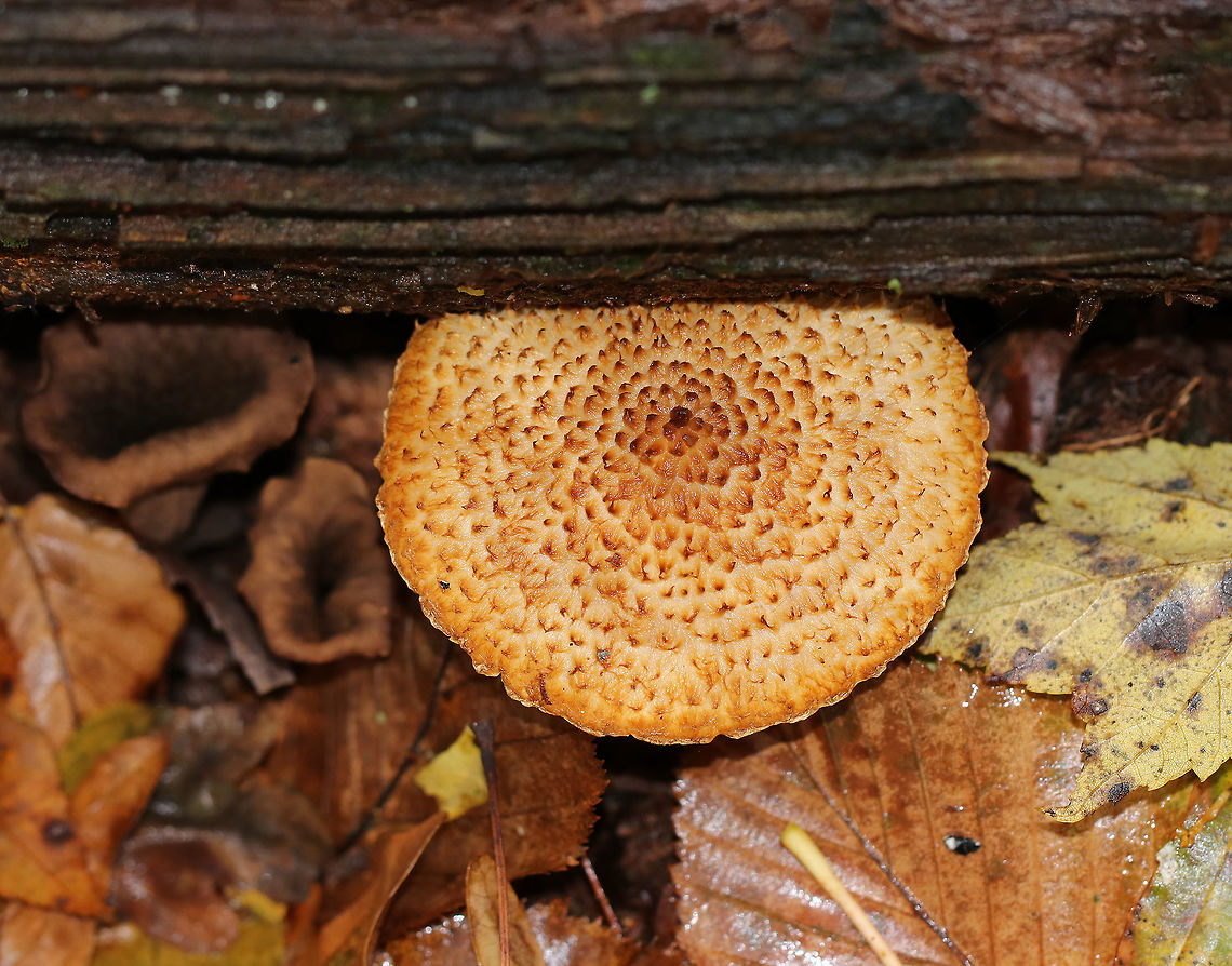 Decorated Pholiota - Leucopholiota decorosa Cream colored cap that was covered with conspicuous orange/brown scales. Gills were crowded, white, and attached to the stem. Stem similar to the cap. The cap was dry. No odor detected.<br />
<br />
Habitat: Growing on rotting wood in a deciduous forest. <br />
<figure class="photo"><a href="https://www.jungledragon.com/image/76250/decorated_pholiota_-_leucopholiota_decorosa.html" title="Decorated Pholiota - Leucopholiota decorosa"><img src="https://s3.amazonaws.com/media.jungledragon.com/images/3232/76250_thumb.jpg?AWSAccessKeyId=05GMT0V3GWVNE7GGM1R2&Expires=1759968010&Signature=cPpCENXH6qjNSOQA1NDZbJNSy8M%3D" width="200" height="148" alt="Decorated Pholiota - Leucopholiota decorosa Cream colored cap that was covered with conspicuous orange/brown scales. Gills were crowded, white, and attached to the stem. Stem similar to the cap. The cap was dry. No odor detected.<br />
<br />
Habitat: Growing on rotting wood in a deciduous forest.<br />
https://www.jungledragon.com/image/76248/decorated_pholiota_-_leucopholiota_decorosa.html<br />
https://www.jungledragon.com/image/76249/decorated_pholiota_-_leucopholiota_decorosa.html Decorated pholiota,Fall,Geotagged,Leucopholiota decorosa,United States" /></a></figure><br />
<figure class="photo"><a href="https://www.jungledragon.com/image/76249/decorated_pholiota_-_leucopholiota_decorosa.html" title="Decorated Pholiota - Leucopholiota decorosa"><img src="https://s3.amazonaws.com/media.jungledragon.com/images/3232/76249_thumb.jpg?AWSAccessKeyId=05GMT0V3GWVNE7GGM1R2&Expires=1759968010&Signature=KuBVEERbO24BItE9Hd%2BmNKBdIXI%3D" width="200" height="160" alt="Decorated Pholiota - Leucopholiota decorosa Cream colored cap that was covered with conspicuous orange/brown scales. Gills were crowded, white, and attached to the stem. Stem similar to the cap. The cap was dry. No odor detected.<br />
<br />
Habitat: Growing on rotting wood in a deciduous forest.<br />
https://www.jungledragon.com/image/76248/decorated_pholiota_-_leucopholiota_decorosa.html<br />
https://www.jungledragon.com/image/76250/decorated_pholiota_-_leucopholiota_decorosa.html Decorated pholiota,Fall,Geotagged,Leucopholiota decorosa,United States" /></a></figure> Decorated pholiota,Fall,Geotagged,Leucopholiota decorosa,United States