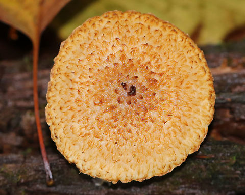 Decorated Pholiota - Leucopholiota decorosa Cream colored cap that was covered with conspicuous orange/brown scales. Gills were crowded, white, and attached to the stem. Stem similar to the cap. The cap was dry. No odor detected.

Habitat: Growing on rotting wood in a deciduous forest.
https://www.jungledragon.com/image/76248/decorated_pholiota_-_leucopholiota_decorosa.html
https://www.jungledragon.com/image/76250/decorated_pholiota_-_leucopholiota_decorosa.html Decorated pholiota,Fall,Geotagged,Leucopholiota decorosa,United States