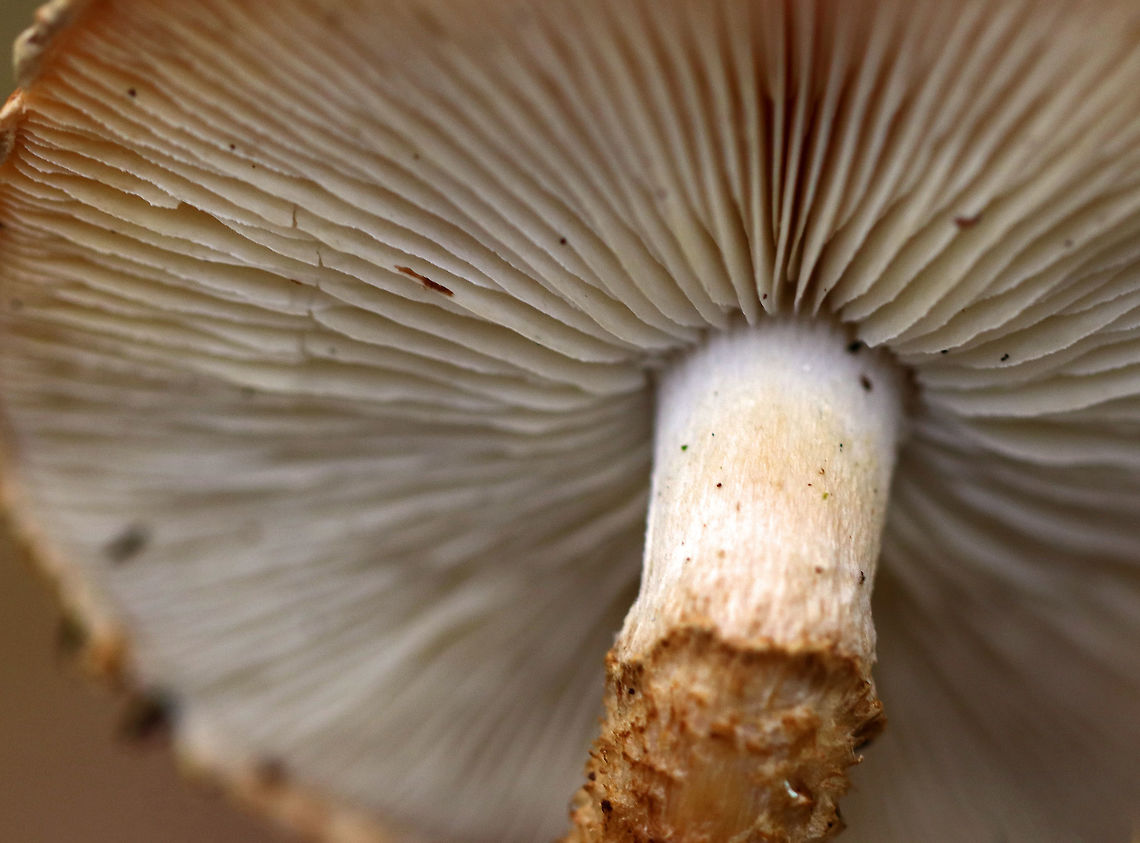 Decorated Pholiota - Leucopholiota decorosa Cream colored cap that was covered with conspicuous orange/brown scales. Gills were crowded, white, and attached to the stem. Stem similar to the cap. The cap was dry. No odor detected.<br />
<br />
Habitat: Growing on rotting wood in a deciduous forest.<br />
<figure class="photo"><a href="https://www.jungledragon.com/image/76248/decorated_pholiota_-_leucopholiota_decorosa.html" title="Decorated Pholiota - Leucopholiota decorosa"><img src="https://s3.amazonaws.com/media.jungledragon.com/images/3232/76248_thumb.jpg?AWSAccessKeyId=05GMT0V3GWVNE7GGM1R2&Expires=1759968010&Signature=u9sgBbbF9lbrytrIsLe%2FmZq27%2FM%3D" width="200" height="158" alt="Decorated Pholiota - Leucopholiota decorosa Cream colored cap that was covered with conspicuous orange/brown scales. Gills were crowded, white, and attached to the stem. Stem similar to the cap. The cap was dry. No odor detected.<br />
<br />
Habitat: Growing on rotting wood in a deciduous forest. <br />
https://www.jungledragon.com/image/76250/decorated_pholiota_-_leucopholiota_decorosa.html<br />
https://www.jungledragon.com/image/76249/decorated_pholiota_-_leucopholiota_decorosa.html Decorated pholiota,Fall,Geotagged,Leucopholiota decorosa,United States" /></a></figure><br />
<figure class="photo"><a href="https://www.jungledragon.com/image/76249/decorated_pholiota_-_leucopholiota_decorosa.html" title="Decorated Pholiota - Leucopholiota decorosa"><img src="https://s3.amazonaws.com/media.jungledragon.com/images/3232/76249_thumb.jpg?AWSAccessKeyId=05GMT0V3GWVNE7GGM1R2&Expires=1759968010&Signature=KuBVEERbO24BItE9Hd%2BmNKBdIXI%3D" width="200" height="160" alt="Decorated Pholiota - Leucopholiota decorosa Cream colored cap that was covered with conspicuous orange/brown scales. Gills were crowded, white, and attached to the stem. Stem similar to the cap. The cap was dry. No odor detected.<br />
<br />
Habitat: Growing on rotting wood in a deciduous forest.<br />
https://www.jungledragon.com/image/76248/decorated_pholiota_-_leucopholiota_decorosa.html<br />
https://www.jungledragon.com/image/76250/decorated_pholiota_-_leucopholiota_decorosa.html Decorated pholiota,Fall,Geotagged,Leucopholiota decorosa,United States" /></a></figure> Decorated pholiota,Fall,Geotagged,Leucopholiota decorosa,United States