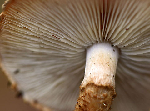Decorated Pholiota - Leucopholiota decorosa Cream colored cap that was covered with conspicuous orange/brown scales. Gills were crowded, white, and attached to the stem. Stem similar to the cap. The cap was dry. No odor detected.

Habitat: Growing on rotting wood in a deciduous forest.
https://www.jungledragon.com/image/76248/decorated_pholiota_-_leucopholiota_decorosa.html
https://www.jungledragon.com/image/76249/decorated_pholiota_-_leucopholiota_decorosa.html Decorated pholiota,Fall,Geotagged,Leucopholiota decorosa,United States
