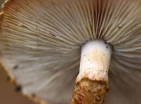 Decorated Pholiota - Leucopholiota decorosa Cream colored cap that was covered with conspicuous orange/brown scales. Gills were crowded, white, and attached to the stem. Stem similar to the cap. The cap was dry. No odor detected.<br />
<br />
Habitat: Growing on rotting wood in a deciduous forest.<br />
https://www.jungledragon.com/image/76248/decorated_pholiota_-_leucopholiota_decorosa.html<br />
https://www.jungledragon.com/image/76249/decorated_pholiota_-_leucopholiota_decorosa.html Decorated pholiota,Fall,Geotagged,Leucopholiota decorosa,United States