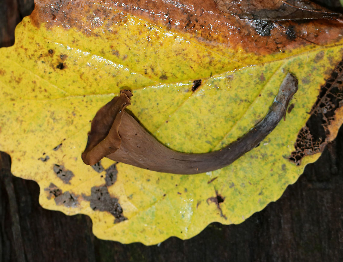 Black Trumpet (Brown form) - Craterellus fallax Fruiting bodies were vase-shaped, and the upper edges were rolled under. They were growing in a little cluster under the edge of a roting log. The upper surface was dark brown, and the under surface was brown and wrinkled. <br />
<br />
Habitat: Growing on the ground in a mostly deciduous forest with eastern hemlock, oak, birch, beech, and maple. Craterellus fallax,Fall,Geotagged,United States