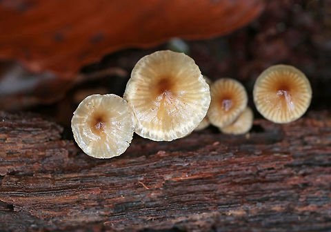 Oak-stump Bonnet Cap - Mycena inclinata Habitat: Rotting wood in a deciduous forest
https://www.jungledragon.com/image/76253/oak-stump_bonnet_cap_-_myccena_inclinata.html Fall,Geotagged,Mycena inclinata,Oak-stump bonnet cap,United States,mycena