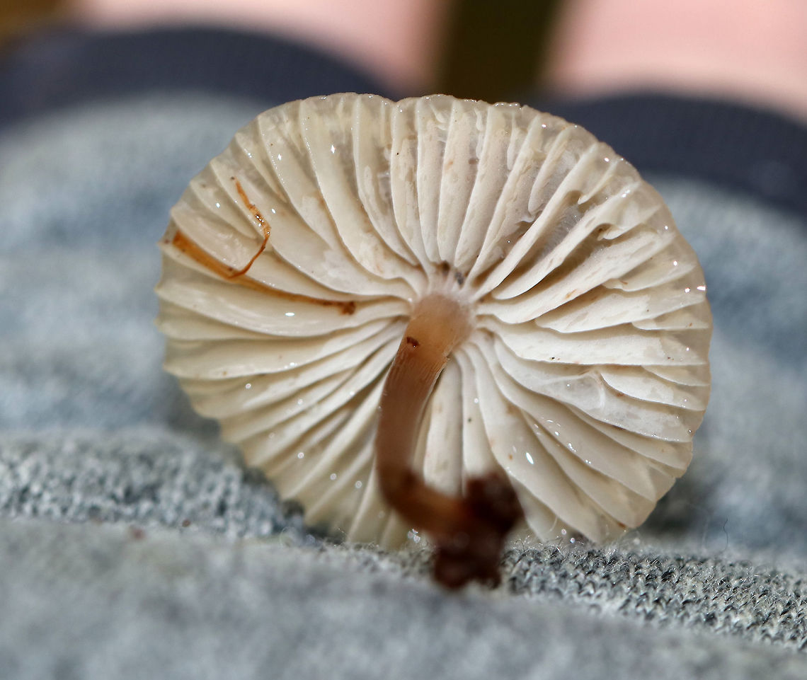 Oak-stump Bonnet Cap - Myccena inclinata Habitat: Rotting wood in a deciduous forest<br />
<figure class="photo"><a href="https://www.jungledragon.com/image/76252/oak-stump_bonnet_cap_-_mycena_inclinata.html" title="Oak-stump Bonnet Cap - Mycena inclinata"><img src="https://s3.amazonaws.com/media.jungledragon.com/images/3232/76252_thumb.jpg?AWSAccessKeyId=05GMT0V3GWVNE7GGM1R2&Expires=1763596810&Signature=sSfVKaiI0FWUXG3qCaBgrzkszng%3D" width="200" height="142" alt="Oak-stump Bonnet Cap - Mycena inclinata Habitat: Rotting wood in a deciduous forest<br />
https://www.jungledragon.com/image/76253/oak-stump_bonnet_cap_-_myccena_inclinata.html Fall,Geotagged,Mycena inclinata,Oak-stump bonnet cap,United States,mycena" /></a></figure> Fall,Geotagged,United States