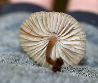 Oak-stump Bonnet Cap - Myccena inclinata Habitat: Rotting wood in a deciduous forest<br />
https://www.jungledragon.com/image/76252/oak-stump_bonnet_cap_-_myccena_inclinata.html Fall,Geotagged,United States