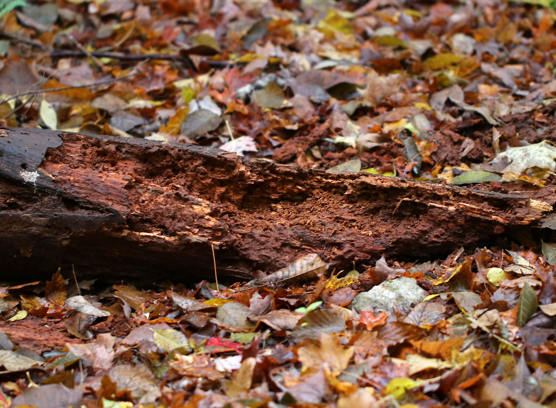 Rotting Log Opened Up by Black Bear (Ursus americanus) Hungry black bears rip open logs and stumps in search of tasty treats like ants or grubs. This is a common sight during the late fall as the bears are using every possible resource to gain as much weight as possible. Fall,Geotagged,United States,Ursus,Ursus americanus,bear,bear sign,black bear,log,rotting wood
