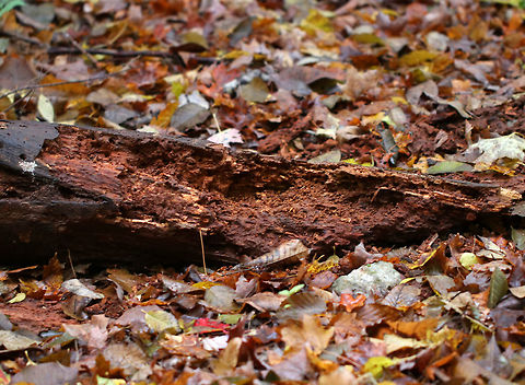 Rotting Log Opened Up by Black Bear (Ursus americanus) Hungry black bears rip open logs and stumps in search of tasty treats like ants or grubs.  This is a common sight during the late fall as the bears are using every possible resource to gain as much weight as possible. Fall,Geotagged,United States,Ursus,Ursus americanus,bear,bear sign,black bear,log,rotting wood