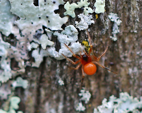 Spider - Maybe Family Theridiidae or Linyphiidae? This may be a dwarf spider (Linyphiidae), but the abdomen was round, which makes me suspect that it could be in the family Theridiidae, possibly Crustulina sp.

Habitat: Spotted crawling around on a fence covered in lichens Fall,Geotagged,United States,spider