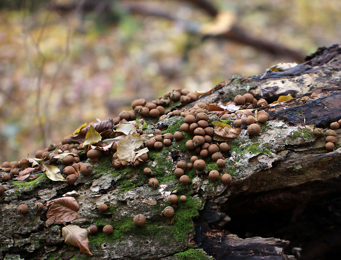 Stump Puffballs - Lycoperdon pyriforme Habitat: Growing all over rotting logs in a swampy, mixed forest Fall,Geotagged,Lycoperdon pyriforme,Pear-shaped Puffball,United States
