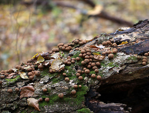 Stump Puffballs - Lycoperdon pyriforme Habitat: Growing all over rotting logs in a swampy, mixed forest Fall,Geotagged,Lycoperdon pyriforme,Pear-shaped Puffball,United States