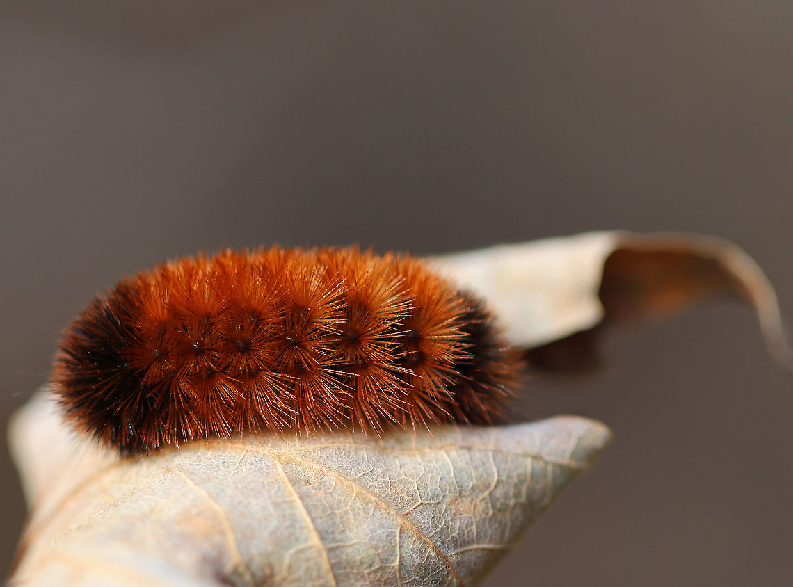 Woolly Bear Caterpillar - Pyrrharctia isabella This caterpillar was ready for winter!<br />
<br />
Habitat: Meadow Banded woolly bear,Fall,Geotagged,Pyrrharctia,Pyrrharctia isabella,United States,caterpillar