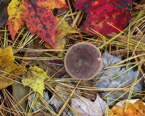 Lactarius sp. - possibly Lactarius hibbardiae? Habitat; Mixed forest
https://www.jungledragon.com/image/76302/lactarius_sp._-_possibly_lactarius_hibbardiae.html Fall,Geotagged,United States,lactarius,mushroom