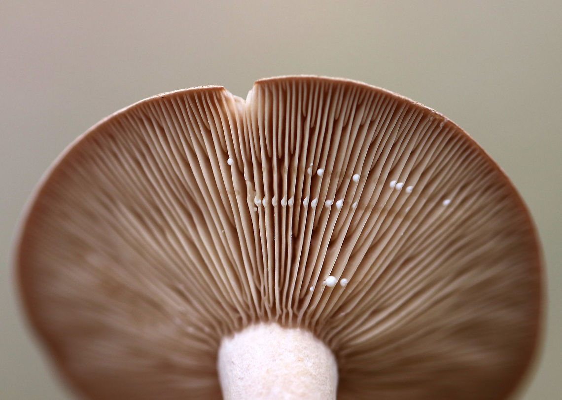 Lactarius sp. - possibly Lactarius hibbardiae? Habitat; Mixed forest<br />
<figure class="photo"><a href="https://www.jungledragon.com/image/76301/lactarius_sp._-_possibly_lactarius_hibbardiae.html" title="Lactarius sp. - possibly Lactarius hibbardiae?"><img src="https://s3.amazonaws.com/media.jungledragon.com/images/3232/76301_thumb.jpg?AWSAccessKeyId=05GMT0V3GWVNE7GGM1R2&Expires=1769040010&Signature=prtP8ipUQjBvs3NKNqRm68cRYVg%3D" width="200" height="162" alt="Lactarius sp. - possibly Lactarius hibbardiae? Habitat; Mixed forest<br />
https://www.jungledragon.com/image/76302/lactarius_sp._-_possibly_lactarius_hibbardiae.html Fall,Geotagged,United States,lactarius,mushroom" /></a></figure> Fall,Geotagged,United States