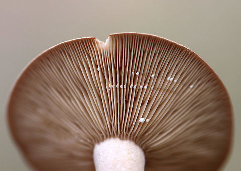 Lactarius sp. - possibly Lactarius hibbardiae? Habitat; Mixed forest
https://www.jungledragon.com/image/76301/lactarius_sp._-_possibly_lactarius_hibbardiae.html Fall,Geotagged,United States