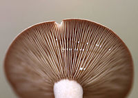 Lactarius sp. - possibly Lactarius hibbardiae? Habitat; Mixed forest<br />
https://www.jungledragon.com/image/76301/lactarius_sp._-_possibly_lactarius_hibbardiae.html Fall,Geotagged,United States