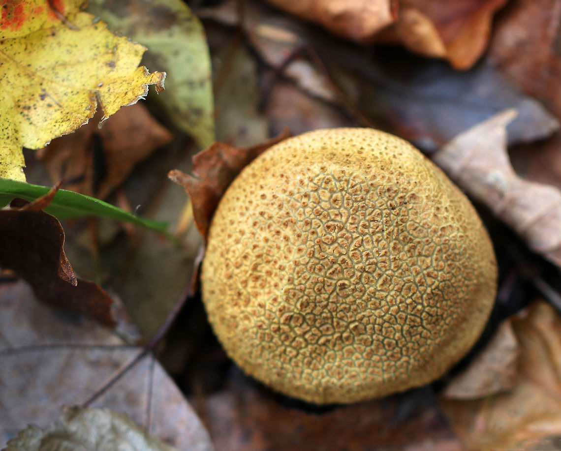 Common Earthball - Scleroderma citrinum Habitat: Deciduous forest Common Earthball,Fall,Geotagged,Scleroderma citrinum,United States