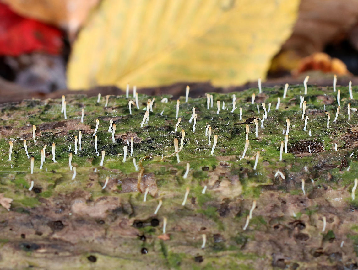 White Green-algae Coral - Multiclavula mucida Fruiting bodies: ~10-15 mm tall; single; erect; tapered to the tip; white with brown tip<br />
<br />
Habitat: Rotting, algae-covered wood Fall,Geotagged,Multiclavula mucida,United States,White green-algae coral