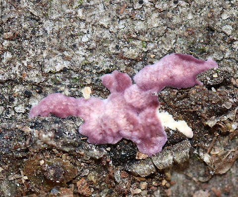 Violet-toothed Polypore - Trichaptum biforme I found a bunch of this fungus, still in its "baby" stage...

This species is an aggressive saprotrophic fungus hat recycles decaying hardwoods. It's very common in the northeast.  

Habitat: Rotting hardwood Fall,Geotagged,Trichaptum,Trichaptum biforme,United States,fungus,polypore