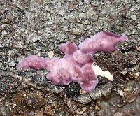 Violet-toothed Polypore - Trichaptum biforme I found a bunch of this fungus, still in its "baby" stage...<br />
<br />
This species is an aggressive saprotrophic fungus hat recycles decaying hardwoods. It's very common in the northeast.  <br />
<br />
Habitat: Rotting hardwood Fall,Geotagged,Trichaptum,Trichaptum biforme,United States,fungus,polypore