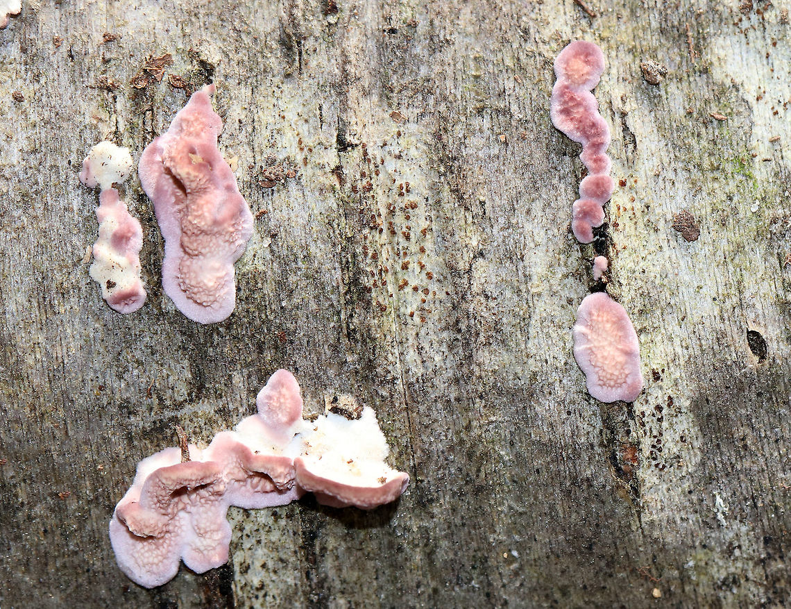 Violet-toothed Polypore - Trichaptum biforme I found a bunch of this fungus, still in its &quot;baby&quot; stage...<br />
<br />
This species is an aggressive saprotrophic fungus hat recycles decaying hardwoods. It&#039;s very common in the northeast. <br />
<br />
Habitat: Rotting hardwood<br />
<figure class="photo"><a href="https://www.jungledragon.com/image/76316/violet-toothed_polypore_-_trichaptum_biforme.html" title="Violet-toothed Polypore - Trichaptum biforme"><img src="https://s3.amazonaws.com/media.jungledragon.com/images/3232/76316_thumb.jpg?AWSAccessKeyId=05GMT0V3GWVNE7GGM1R2&Expires=1759968010&Signature=yvg%2Bbd3kiYkqep7lucRb1qxxhKU%3D" width="200" height="170" alt="Violet-toothed Polypore - Trichaptum biforme This species is an aggressive saprotrophic fungus hat recycles decaying hardwoods. It&#039;s very common in the northeast. <br />
<br />
Habitat: Rotting hardwood<br />
https://www.jungledragon.com/image/76315/violet-toothed_polypore_-_trichaptum_biforme.html<br />
https://www.jungledragon.com/image/76314/violet-toothed_polypore_-_trichaptum_biforme.html<br />
https://www.jungledragon.com/image/76313/violet-toothed_polypore_-_trichaptum_biforme.html Fall,Geotagged,Trichaptum biforme,United States" /></a></figure><br />
<figure class="photo"><a href="https://www.jungledragon.com/image/76313/violet-toothed_polypore_-_trichaptum_biforme.html" title="Violet-toothed Polypore - Trichaptum biforme"><img src="https://s3.amazonaws.com/media.jungledragon.com/images/3232/76313_thumb.jpg?AWSAccessKeyId=05GMT0V3GWVNE7GGM1R2&Expires=1759968010&Signature=O8TespcQ23LR4%2BF4j4LXiopGyig%3D" width="200" height="166" alt="Violet-toothed Polypore - Trichaptum biforme I found a bunch of this fungus, still in its &quot;baby&quot; stage...<br />
<br />
This species is an aggressive saprotrophic fungus hat recycles decaying hardwoods. It&#039;s very common in the northeast.  <br />
<br />
Habitat: Rotting hardwood Fall,Geotagged,Trichaptum,Trichaptum biforme,United States,fungus,polypore" /></a></figure><br />
<figure class="photo"><a href="https://www.jungledragon.com/image/76315/violet-toothed_polypore_-_trichaptum_biforme.html" title="Violet-toothed Polypore - Trichaptum biforme"><img src="https://s3.amazonaws.com/media.jungledragon.com/images/3232/76315_thumb.jpg?AWSAccessKeyId=05GMT0V3GWVNE7GGM1R2&Expires=1759968010&Signature=lB4J%2FZtRhTEO8wy063At%2Fm0VGXI%3D" width="118" height="152" alt="Violet-toothed Polypore - Trichaptum biforme I found a bunch of this fungus, still in its &quot;baby&quot; stage...<br />
<br />
This species is an aggressive saprotrophic fungus hat recycles decaying hardwoods. It&#039;s very common in the northeast. <br />
<br />
Habitat: Rotting hardwood<br />
https://www.jungledragon.com/image/76316/violet-toothed_polypore_-_trichaptum_biforme.html<br />
https://www.jungledragon.com/image/76314/violet-toothed_polypore_-_trichaptum_biforme.html<br />
https://www.jungledragon.com/image/76313/violet-toothed_polypore_-_trichaptum_biforme.html Fall,Geotagged,Trichaptum biforme,United States" /></a></figure> Fall,Geotagged,Trichaptum biforme,United States