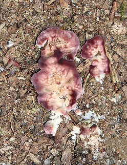 Violet-toothed Polypore - Trichaptum biforme I found a bunch of this fungus, still in its "baby" stage...

This species is an aggressive saprotrophic fungus hat recycles decaying hardwoods. It's very common in the northeast. 

Habitat: Rotting hardwood
https://www.jungledragon.com/image/76316/violet-toothed_polypore_-_trichaptum_biforme.html
https://www.jungledragon.com/image/76314/violet-toothed_polypore_-_trichaptum_biforme.html
https://www.jungledragon.com/image/76313/violet-toothed_polypore_-_trichaptum_biforme.html Fall,Geotagged,Trichaptum biforme,United States
