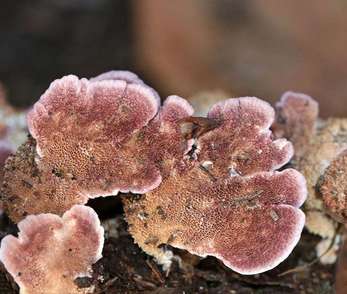 Violet-toothed Polypore - Trichaptum biforme This species is an aggressive saprotrophic fungus hat recycles decaying hardwoods. It&#039;s very common in the northeast. <br />
<br />
Habitat: Rotting hardwood<br />
<figure class="photo"><a href="https://www.jungledragon.com/image/76315/violet-toothed_polypore_-_trichaptum_biforme.html" title="Violet-toothed Polypore - Trichaptum biforme"><img src="https://s3.amazonaws.com/media.jungledragon.com/images/3232/76315_thumb.jpg?AWSAccessKeyId=05GMT0V3GWVNE7GGM1R2&Expires=1759968010&Signature=lB4J%2FZtRhTEO8wy063At%2Fm0VGXI%3D" width="118" height="152" alt="Violet-toothed Polypore - Trichaptum biforme I found a bunch of this fungus, still in its &quot;baby&quot; stage...<br />
<br />
This species is an aggressive saprotrophic fungus hat recycles decaying hardwoods. It&#039;s very common in the northeast. <br />
<br />
Habitat: Rotting hardwood<br />
https://www.jungledragon.com/image/76316/violet-toothed_polypore_-_trichaptum_biforme.html<br />
https://www.jungledragon.com/image/76314/violet-toothed_polypore_-_trichaptum_biforme.html<br />
https://www.jungledragon.com/image/76313/violet-toothed_polypore_-_trichaptum_biforme.html Fall,Geotagged,Trichaptum biforme,United States" /></a></figure><br />
<figure class="photo"><a href="https://www.jungledragon.com/image/76314/violet-toothed_polypore_-_trichaptum_biforme.html" title="Violet-toothed Polypore - Trichaptum biforme"><img src="https://s3.amazonaws.com/media.jungledragon.com/images/3232/76314_thumb.jpg?AWSAccessKeyId=05GMT0V3GWVNE7GGM1R2&Expires=1759968010&Signature=tVJiZkG71i8pqJ4APhjP5jom%2BqA%3D" width="200" height="154" alt="Violet-toothed Polypore - Trichaptum biforme I found a bunch of this fungus, still in its &quot;baby&quot; stage...<br />
<br />
This species is an aggressive saprotrophic fungus hat recycles decaying hardwoods. It&#039;s very common in the northeast. <br />
<br />
Habitat: Rotting hardwood<br />
https://www.jungledragon.com/image/76316/violet-toothed_polypore_-_trichaptum_biforme.html<br />
https://www.jungledragon.com/image/76313/violet-toothed_polypore_-_trichaptum_biforme.html<br />
https://www.jungledragon.com/image/76315/violet-toothed_polypore_-_trichaptum_biforme.html Fall,Geotagged,Trichaptum biforme,United States" /></a></figure><br />
<figure class="photo"><a href="https://www.jungledragon.com/image/76313/violet-toothed_polypore_-_trichaptum_biforme.html" title="Violet-toothed Polypore - Trichaptum biforme"><img src="https://s3.amazonaws.com/media.jungledragon.com/images/3232/76313_thumb.jpg?AWSAccessKeyId=05GMT0V3GWVNE7GGM1R2&Expires=1759968010&Signature=O8TespcQ23LR4%2BF4j4LXiopGyig%3D" width="200" height="166" alt="Violet-toothed Polypore - Trichaptum biforme I found a bunch of this fungus, still in its &quot;baby&quot; stage...<br />
<br />
This species is an aggressive saprotrophic fungus hat recycles decaying hardwoods. It&#039;s very common in the northeast.  <br />
<br />
Habitat: Rotting hardwood Fall,Geotagged,Trichaptum,Trichaptum biforme,United States,fungus,polypore" /></a></figure> Fall,Geotagged,Trichaptum biforme,United States