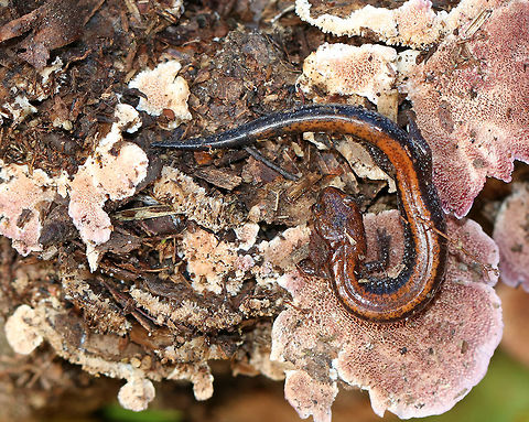 Red-backed Salamander - Plethodon cinereus Habitat: I found this cutie curled up on Trichaptum biforme Fall,Geotagged,Plethodon cinereus,Red- backed salamander,United States,salamander
