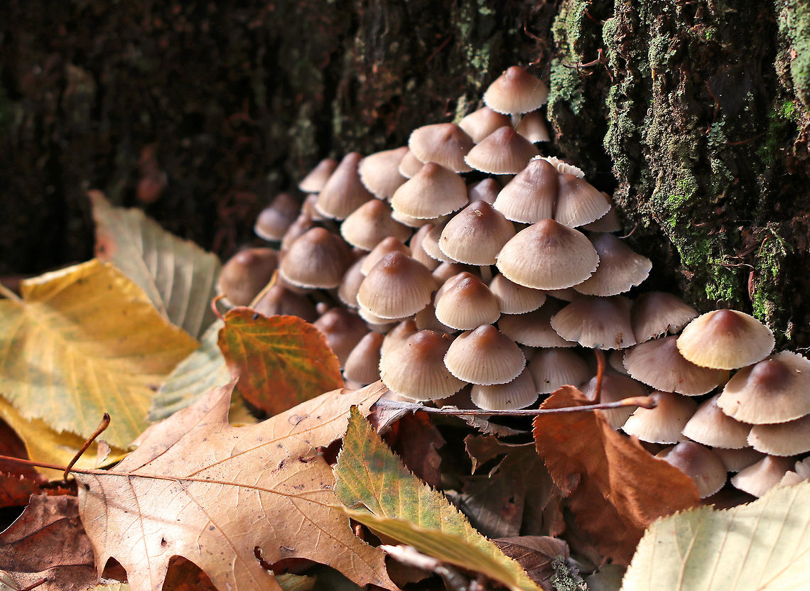 Oak-stump Bonnet Cap - Mycena inclinata Growing in a large cluster at the base of an oak stump Fall,Geotagged,Mycena inclinata,Oak-stump bonnet cap,United States,mycena