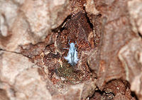 Woolly Aphid - Subfamily Eriosomatinae I found this woolly aphid in a small hole in the bark of a pine tree. It was slow moving and very fluffy!<br />
<br />
Habitat: Pine forest<br />
https://www.jungledragon.com/image/76354/woolly_aphid_-_subfamily_eriosomatinae.html Fall,Geotagged,United States