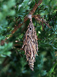 Evergreen Bagworm Case - Thyridopteryx ephemeraeformis Bagworms are not really worms, but are caterpillars - they are the immature stage of a moth. They're called "bagworms" because they construct bags/cases that are covered with pieces of twigs and/or leaves.  This case had a big hole in the top, and I'm not sure if it was made by a caterpillar/moth or parasitoid.<br />
<br />
In this species, the larvae emerge from the carcass of their mother in her pupal case. These newborn larva emerge from the bottom of the hanging case and drop down on a strand of silk. The wind will then blow them to a nearby plant where they can build their own cases made of silk, fecal material, and plant bits. Adult males transform into moths in about four weeks and immediately seek out females for mating. The females never leave the cocoon, but wait for a male to stick its abdomen through the opening at the end of her case so they can mate. Females do not have eyes, legs, wings, or antennae...and, they can't eat. After her death, her offspring hatch and then pass through her body and leave the case.  Evergreen bagworm,Fall,Geotagged,Thyridopteryx,Thyridopteryx ephemeraeformis,United States,bagworm moth