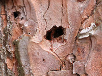 Mystery Holes in Pine (Pinus sp.) Bark I found a pine tree with tiny holes in the bark. I pulled a piece of the bark off and found a little case attached to the hole <br />
(see additional photos). I couldn't see it at the time, but there was something in the case. So far, I don't know what it was. <br />
<br />
Habitat: Pine forest<br />
https://www.jungledragon.com/image/76360/mystery_holes_in_pine_pinus_sp._bark.html<br />
https://www.jungledragon.com/image/76359/mystery_holes_in_pine_pinus_sp._bark.html<br />
https://www.jungledragon.com/image/76358/mystery_holes_in_pine_pinus_sp._bark.html Fall,Geotagged,United States