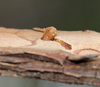 Mystery Holes in Pine (Pinus sp.) Bark I found a pine tree with tiny holes in the bark. I pulled a piece of the bark off and found a little case attached to the hole (see additional photos). I couldn't see it at the time, but there was something in the case. So far, I don't know what it was. <br />
<br />
Habitat: Pine forest<br />
https://www.jungledragon.com/image/76359/mystery_holes_in_pine_pinus_sp._bark.html<br />
https://www.jungledragon.com/image/76360/mystery_holes_in_pine_pinus_sp._bark.html<br />
https://www.jungledragon.com/image/76357/mystery_holes_in_pine_pinus_sp._bark.html<br />
 Fall,Geotagged,United States
