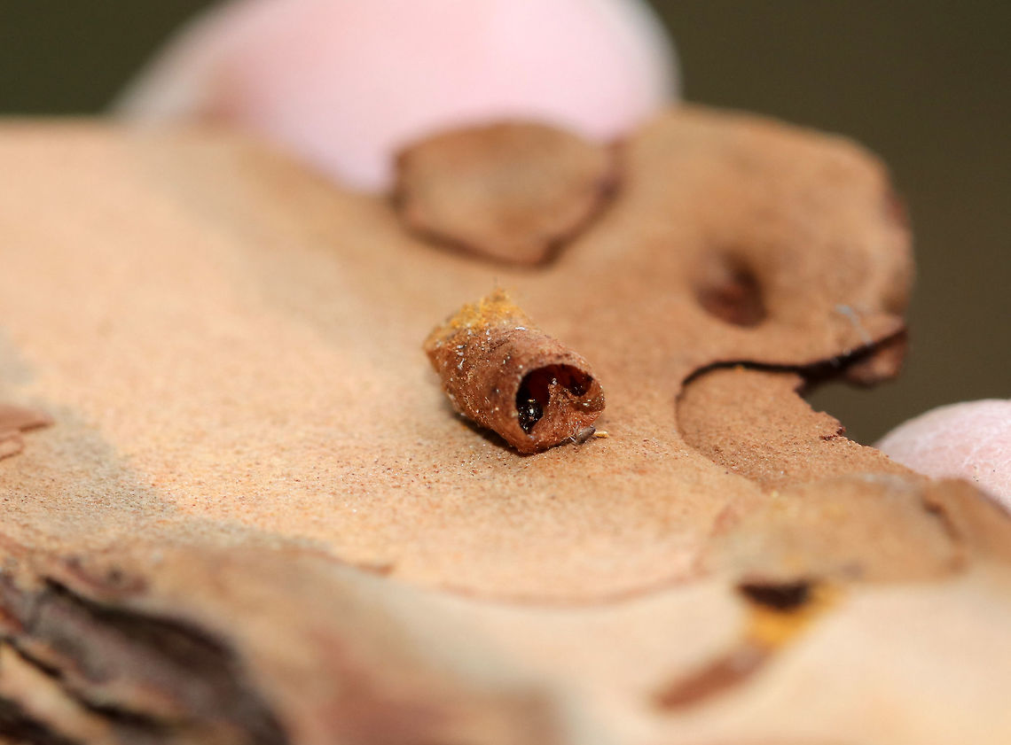 Mystery Holes in Pine (Pinus sp.) Bark I found a pine tree with tiny holes in the bark. I pulled a piece of the bark off and found a little case attached to the hole (see additional photos). I couldn&#039;t see it at the time, but there was something in the case. So far, I don&#039;t know what it was. <br />
<br />
Habitat: Pine forest<br />
<figure class="photo"><a href="https://www.jungledragon.com/image/76357/mystery_holes_in_pine_pinus_sp._bark.html" title="Mystery Holes in Pine (Pinus sp.) Bark"><img src="https://s3.amazonaws.com/media.jungledragon.com/images/3232/76357_thumb.jpg?AWSAccessKeyId=05GMT0V3GWVNE7GGM1R2&Expires=1759968010&Signature=z%2Br3ffJbudQFvgQvlf%2BHSLg%2BO1U%3D" width="200" height="148" alt="Mystery Holes in Pine (Pinus sp.) Bark I found a pine tree with tiny holes in the bark. I pulled a piece of the bark off and found a little case attached to the hole <br />
(see additional photos). I couldn&#039;t see it at the time, but there was something in the case. So far, I don&#039;t know what it was. <br />
<br />
Habitat: Pine forest<br />
https://www.jungledragon.com/image/76360/mystery_holes_in_pine_pinus_sp._bark.html<br />
https://www.jungledragon.com/image/76359/mystery_holes_in_pine_pinus_sp._bark.html<br />
https://www.jungledragon.com/image/76358/mystery_holes_in_pine_pinus_sp._bark.html Fall,Geotagged,United States" /></a></figure><br />
<figure class="photo"><a href="https://www.jungledragon.com/image/76360/mystery_holes_in_pine_pinus_sp._bark.html" title="Mystery Holes in Pine (Pinus sp.) Bark"><img src="https://s3.amazonaws.com/media.jungledragon.com/images/3232/76360_thumb.jpg?AWSAccessKeyId=05GMT0V3GWVNE7GGM1R2&Expires=1759968010&Signature=8d5zJPmAF79kaPydMuLTs7q8atI%3D" width="200" height="158" alt="Mystery Holes in Pine (Pinus sp.) Bark I found a pine tree with tiny holes in the bark. I pulled a piece of the bark off and found a little case attached to the hole (see additional photos). I couldn&#039;t see it at the time, but there was something in the case. So far, I don&#039;t know what it was. <br />
<br />
Habitat: Pine forest<br />
https://www.jungledragon.com/image/76357/mystery_holes_in_pine_pinus_sp._bark.html<br />
https://www.jungledragon.com/image/76359/mystery_holes_in_pine_pinus_sp._bark.html<br />
https://www.jungledragon.com/image/76358/mystery_holes_in_pine_pinus_sp._bark.html Fall,Geotagged,United States" /></a></figure><br />
<figure class="photo"><a href="https://www.jungledragon.com/image/76358/mystery_holes_in_pine_pinus_sp._bark.html" title="Mystery Holes in Pine (Pinus sp.) Bark"><img src="https://s3.amazonaws.com/media.jungledragon.com/images/3232/76358_thumb.jpg?AWSAccessKeyId=05GMT0V3GWVNE7GGM1R2&Expires=1759968010&Signature=1MlepkrtzVpUIPz%2F9K3zbQNOEgY%3D" width="200" height="174" alt="Mystery Holes in Pine (Pinus sp.) Bark I found a pine tree with tiny holes in the bark. I pulled a piece of the bark off and found a little case attached to the hole (see additional photos). I couldn&#039;t see it at the time, but there was something in the case. So far, I don&#039;t know what it was. <br />
<br />
Habitat: Pine forest<br />
https://www.jungledragon.com/image/76359/mystery_holes_in_pine_pinus_sp._bark.html<br />
https://www.jungledragon.com/image/76360/mystery_holes_in_pine_pinus_sp._bark.html<br />
https://www.jungledragon.com/image/76357/mystery_holes_in_pine_pinus_sp._bark.html<br />
 Fall,Geotagged,United States" /></a></figure> Fall,Geotagged,United States
