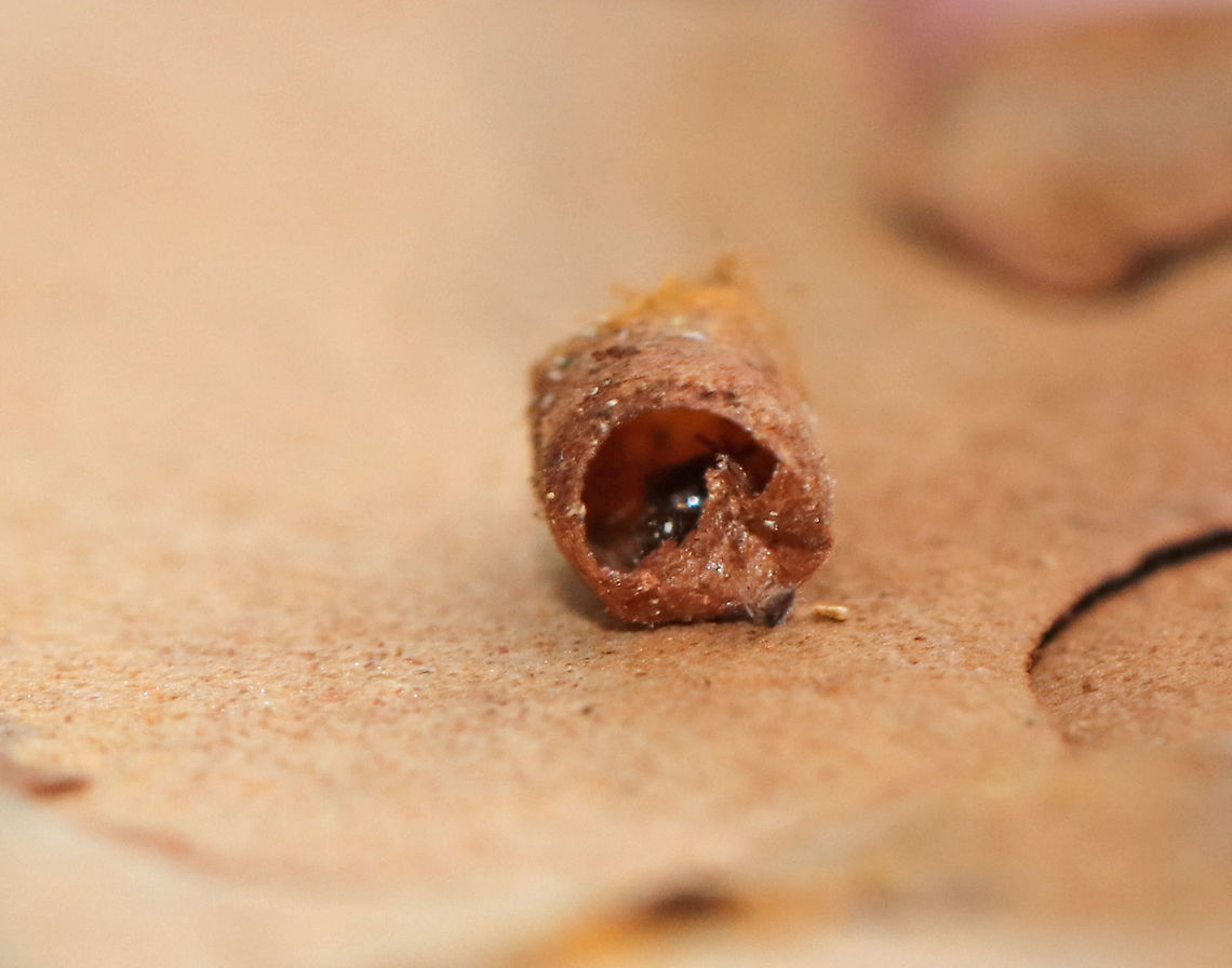 Mystery Holes in Pine (Pinus sp.) Bark I found a pine tree with tiny holes in the bark. I pulled a piece of the bark off and found a little case attached to the hole (see additional photos). I couldn't see it at the time, but there was something in the case. So far, I don't know what it was. <br />
<br />
Habitat: Pine forest<br />
<figure class="photo"><a href="https://www.jungledragon.com/image/76357/mystery_holes_in_pine_pinus_sp._bark.html" title="Mystery Holes in Pine (Pinus sp.) Bark"><img src="https://s3.amazonaws.com/media.jungledragon.com/images/3232/76357_thumb.jpg?AWSAccessKeyId=05GMT0V3GWVNE7GGM1R2&Expires=1765411210&Signature=vqnudGgEgqqueG4px%2F2SMCNcnE0%3D" width="200" height="148" alt="Mystery Holes in Pine (Pinus sp.) Bark I found a pine tree with tiny holes in the bark. I pulled a piece of the bark off and found a little case attached to the hole <br />
(see additional photos). I couldn't see it at the time, but there was something in the case. So far, I don't know what it was. <br />
<br />
Habitat: Pine forest<br />
https://www.jungledragon.com/image/76360/mystery_holes_in_pine_pinus_sp._bark.html<br />
https://www.jungledragon.com/image/76359/mystery_holes_in_pine_pinus_sp._bark.html<br />
https://www.jungledragon.com/image/76358/mystery_holes_in_pine_pinus_sp._bark.html Fall,Geotagged,United States" /></a></figure><br />
<figure class="photo"><a href="https://www.jungledragon.com/image/76359/mystery_holes_in_pine_pinus_sp._bark.html" title="Mystery Holes in Pine (Pinus sp.) Bark"><img src="https://s3.amazonaws.com/media.jungledragon.com/images/3232/76359_thumb.jpg?AWSAccessKeyId=05GMT0V3GWVNE7GGM1R2&Expires=1765411210&Signature=128P9E6RfcyQvOxZO%2FScyO4lMfc%3D" width="200" height="148" alt="Mystery Holes in Pine (Pinus sp.) Bark I found a pine tree with tiny holes in the bark. I pulled a piece of the bark off and found a little case attached to the hole (see additional photos). I couldn't see it at the time, but there was something in the case. So far, I don't know what it was. <br />
<br />
Habitat: Pine forest<br />
https://www.jungledragon.com/image/76357/mystery_holes_in_pine_pinus_sp._bark.html<br />
https://www.jungledragon.com/image/76360/mystery_holes_in_pine_pinus_sp._bark.html<br />
https://www.jungledragon.com/image/76358/mystery_holes_in_pine_pinus_sp._bark.html Fall,Geotagged,United States" /></a></figure><br />
<figure class="photo"><a href="https://www.jungledragon.com/image/76358/mystery_holes_in_pine_pinus_sp._bark.html" title="Mystery Holes in Pine (Pinus sp.) Bark"><img src="https://s3.amazonaws.com/media.jungledragon.com/images/3232/76358_thumb.jpg?AWSAccessKeyId=05GMT0V3GWVNE7GGM1R2&Expires=1765411210&Signature=7hy1hcO14jnt8mHyyBYFMZueOWI%3D" width="200" height="174" alt="Mystery Holes in Pine (Pinus sp.) Bark I found a pine tree with tiny holes in the bark. I pulled a piece of the bark off and found a little case attached to the hole (see additional photos). I couldn't see it at the time, but there was something in the case. So far, I don't know what it was. <br />
<br />
Habitat: Pine forest<br />
https://www.jungledragon.com/image/76359/mystery_holes_in_pine_pinus_sp._bark.html<br />
https://www.jungledragon.com/image/76360/mystery_holes_in_pine_pinus_sp._bark.html<br />
https://www.jungledragon.com/image/76357/mystery_holes_in_pine_pinus_sp._bark.html<br />
 Fall,Geotagged,United States" /></a></figure> Fall,Geotagged,United States