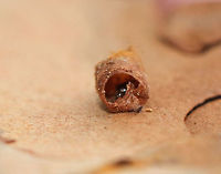 Mystery Holes in Pine (Pinus sp.) Bark I found a pine tree with tiny holes in the bark. I pulled a piece of the bark off and found a little case attached to the hole (see additional photos). I couldn't see it at the time, but there was something in the case. So far, I don't know what it was. <br />
<br />
Habitat: Pine forest<br />
https://www.jungledragon.com/image/76357/mystery_holes_in_pine_pinus_sp._bark.html<br />
https://www.jungledragon.com/image/76359/mystery_holes_in_pine_pinus_sp._bark.html<br />
https://www.jungledragon.com/image/76358/mystery_holes_in_pine_pinus_sp._bark.html Fall,Geotagged,United States
