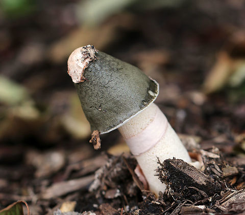 Ravenel's Stinkhorn - Phallus ravenelii 
Cap was rough and olive green. There was no slime, maybe because the temperatures were so low (there was snow on the ground).  The stem was white and hollow. The eggs were pinkish yellow in color. This stinkhorn wasn't fully grown yet.

Habitat: Growing in mulch in a rural area. Fall,Geotagged,Phallus ravenelii,Ravenels stinkhorn,United States