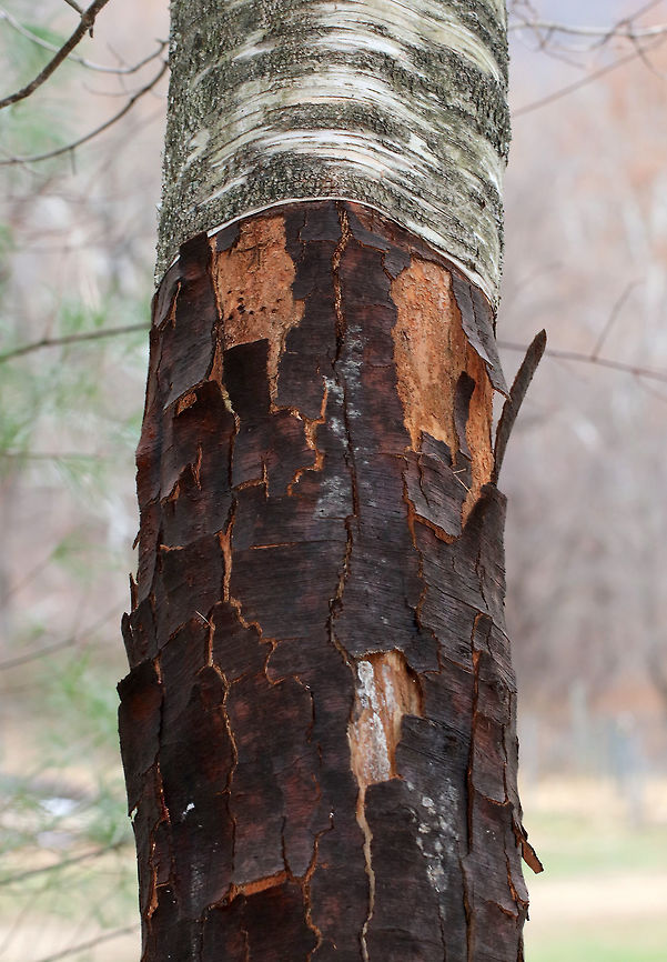 Birch Tree (Betula sp.) With Damaged Bark <br />
I was puzzled by the appearance of the bark on this tree. I assumed the damage was caused by insects or fungus. But, unfortunately, it was caused by another parasite - humans. <br />
<br />
The bark was harvested incorrectly - most likely at the wrong time of year, which left the tissue underneath to crack and die. When harvested correctly (early spring), it won't harm the cambium underneath. <br />
<br />
*Thanks to Matt Borden for explaining this to me**<br />
<br />
Habitat: On the edge of a meadow/forest at a nature center. They host children's nature programs and I have been consistently irritated by their staff's lack of knowledge and disregard for environmentally friendly practices.<br />
<figure class="photo"><a href="https://www.jungledragon.com/image/76377/birch_tree_betula_sp._with_damaged_bark.html" title="Birch Tree (Betula sp.) With Damaged Bark"><img src="https://s3.amazonaws.com/media.jungledragon.com/images/3232/76377_thumb.jpg?AWSAccessKeyId=05GMT0V3GWVNE7GGM1R2&Expires=1759968010&Signature=2b9IhA1t3kPsKRBKhdDQiPY0v%2F0%3D" width="108" height="152" alt="Birch Tree (Betula sp.) With Damaged Bark I was puzzled by the appearance of the bark on this tree. I assumed the damage was caused by insects or fungus. But, unfortunately, it was caused by another parasite - humans. <br />
<br />
The bark was harvested incorrectly - most likely at the wrong time of year, which left the tissue underneath to crack and die. When harvested correctly (early spring), it won't harm the cambium underneath. <br />
<br />
*Thanks to Matt Borden for explaining this to me**<br />
<br />
Habitat: On the edge of a meadow/forest at a nature center. They host children's nature programs and I have been consistently irritated by their staff's lack of knowledge and disregard for environmentally friendly practices.<br />
https://www.jungledragon.com/image/76376/diseased_birch_betula_sp._tree.html Fall,Geotagged,United States,betula,birch tree,tree" /></a></figure> Fall,Geotagged,United States,betula,birch