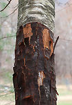 Birch Tree (Betula sp.) With Damaged Bark <br />
I was puzzled by the appearance of the bark on this tree. I assumed the damage was caused by insects or fungus. But, unfortunately, it was caused by another parasite - humans. <br />
<br />
The bark was harvested incorrectly - most likely at the wrong time of year, which left the tissue underneath to crack and die. When harvested correctly (early spring), it won't harm the cambium underneath. <br />
<br />
*Thanks to Matt Borden for explaining this to me**<br />
<br />
Habitat: On the edge of a meadow/forest at a nature center. They host children's nature programs and I have been consistently irritated by their staff's lack of knowledge and disregard for environmentally friendly practices.<br />
https://www.jungledragon.com/image/76377/diseased_birch_betula_sp._tree.html Fall,Geotagged,United States,betula,birch