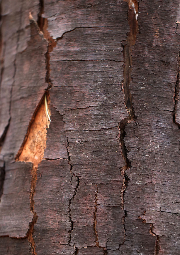 Birch Tree (Betula sp.) With Damaged Bark I was puzzled by the appearance of the bark on this tree. I assumed the damage was caused by insects or fungus. But, unfortunately, it was caused by another parasite - humans. <br />
<br />
The bark was harvested incorrectly - most likely at the wrong time of year, which left the tissue underneath to crack and die. When harvested correctly (early spring), it won't harm the cambium underneath. <br />
<br />
*Thanks to Matt Borden for explaining this to me**<br />
<br />
Habitat: On the edge of a meadow/forest at a nature center. They host children's nature programs and I have been consistently irritated by their staff's lack of knowledge and disregard for environmentally friendly practices.<br />
<figure class="photo"><a href="https://www.jungledragon.com/image/76376/birch_tree_betula_sp._with_damaged_bark.html" title="Birch Tree (Betula sp.) With Damaged Bark"><img src="https://s3.amazonaws.com/media.jungledragon.com/images/3232/76376_thumb.jpg?AWSAccessKeyId=05GMT0V3GWVNE7GGM1R2&Expires=1759968010&Signature=MsJho%2BjPEM1YDFp5gO05vW7De2I%3D" width="106" height="152" alt="Birch Tree (Betula sp.) With Damaged Bark <br />
I was puzzled by the appearance of the bark on this tree. I assumed the damage was caused by insects or fungus. But, unfortunately, it was caused by another parasite - humans. <br />
<br />
The bark was harvested incorrectly - most likely at the wrong time of year, which left the tissue underneath to crack and die. When harvested correctly (early spring), it won't harm the cambium underneath. <br />
<br />
*Thanks to Matt Borden for explaining this to me**<br />
<br />
Habitat: On the edge of a meadow/forest at a nature center. They host children's nature programs and I have been consistently irritated by their staff's lack of knowledge and disregard for environmentally friendly practices.<br />
https://www.jungledragon.com/image/76377/diseased_birch_betula_sp._tree.html Fall,Geotagged,United States,betula,birch" /></a></figure> Fall,Geotagged,United States,betula,birch tree,tree