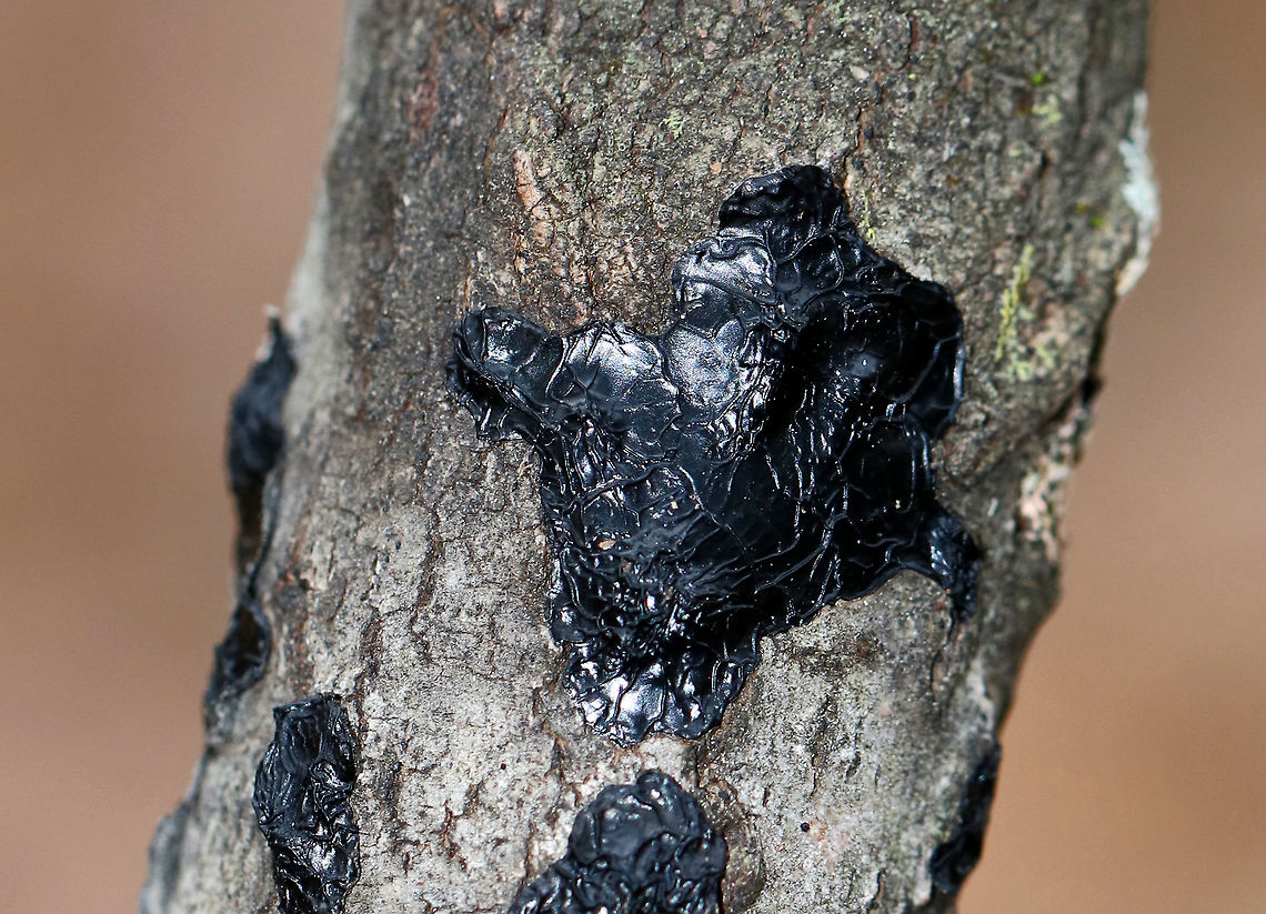 Witches' Butter - Exidia nigricans Black, gelatinous fruiting bodies that were button-shaped and 1-2 cm across. The fruiting bodies grew in clusters some had coalesced to form irregular masses that resembled blobs of jelly.<br />
<br />
Habitat: Hardwood sticks Exidia nigricans,Fall,Geotagged,United States,exidia
