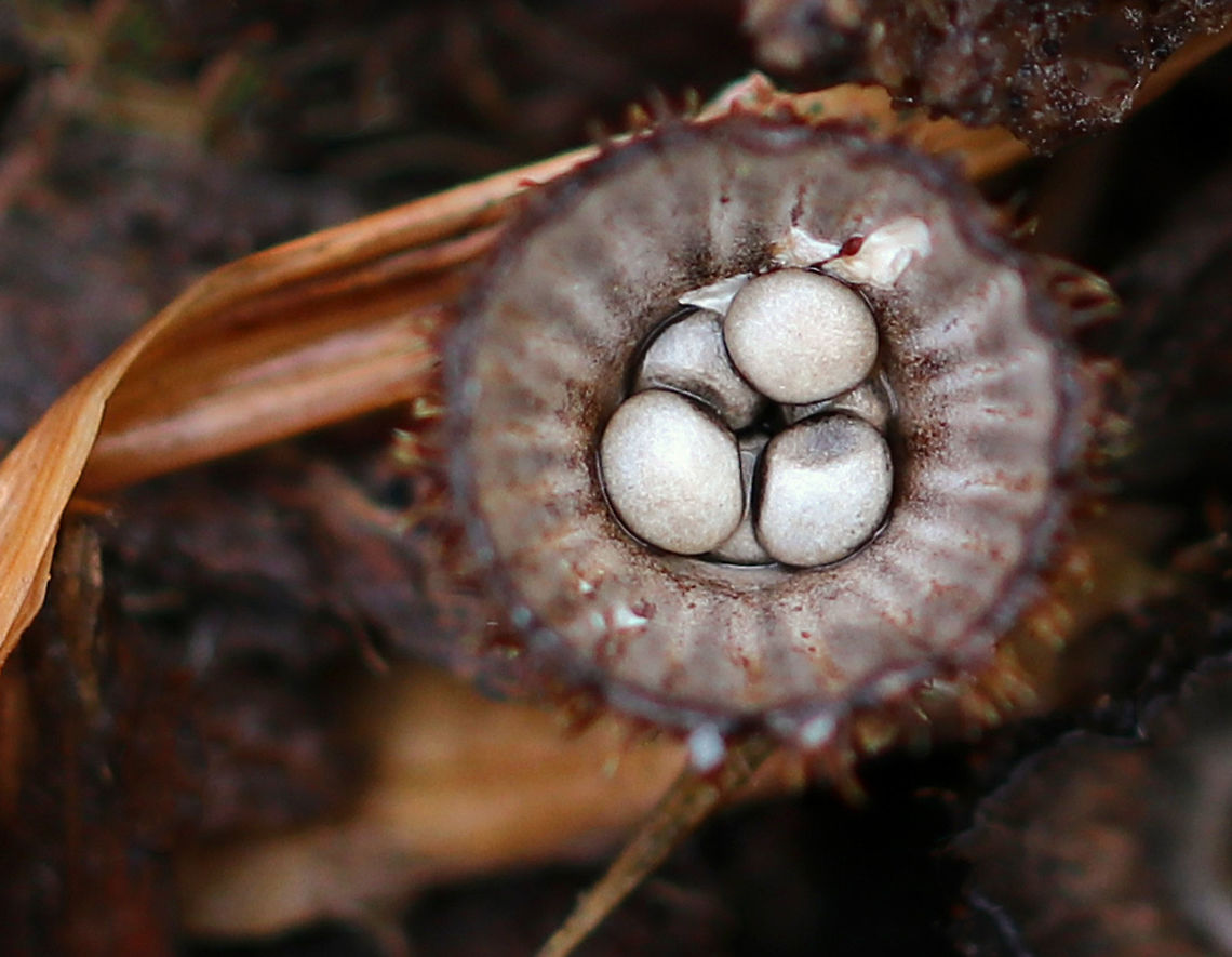 Fluted Bird's Nest - Cyathus striatus Habitat: Growing in mulch in a suburban area<br />
<figure class="photo"><a href="https://www.jungledragon.com/image/76380/fluted_birds_nest_-_cyathus_striatus.html" title="Fluted Bird&#039;s Nest - Cyathus striatus"><img src="https://s3.amazonaws.com/media.jungledragon.com/images/3232/76380_thumb.jpg?AWSAccessKeyId=05GMT0V3GWVNE7GGM1R2&Expires=1759968010&Signature=agCRm2FtKK5N7hxT3AvaPxEaVVA%3D" width="200" height="150" alt="Fluted Bird&#039;s Nest - Cyathus striatus Bird&#039;s nest pyramid :)<br />
<br />
Habitat: Growing in mulch in a suburban area<br />
https://www.jungledragon.com/image/76379/fluted_birds_nest_-_cyathus_striatus.html Cyathus striatus,Fall,Fluted bird&#039;s nest,Geotagged,United States" /></a></figure> Cyathus striatus,Fall,Fluted bird's nest,Geotagged,United States,fungus