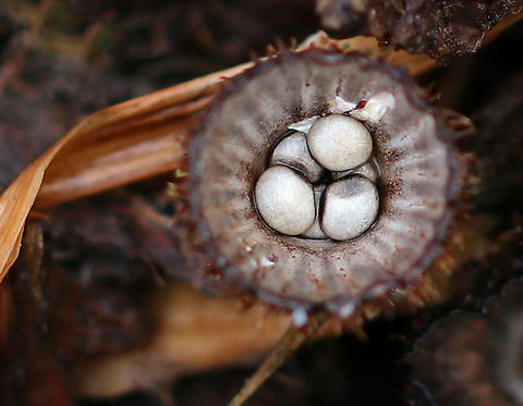Fluted Bird's Nest - Cyathus striatus Habitat: Growing in mulch in a suburban area
https://www.jungledragon.com/image/76380/fluted_birds_nest_-_cyathus_striatus.html Cyathus striatus,Fall,Fluted bird's nest,Geotagged,United States,fungus